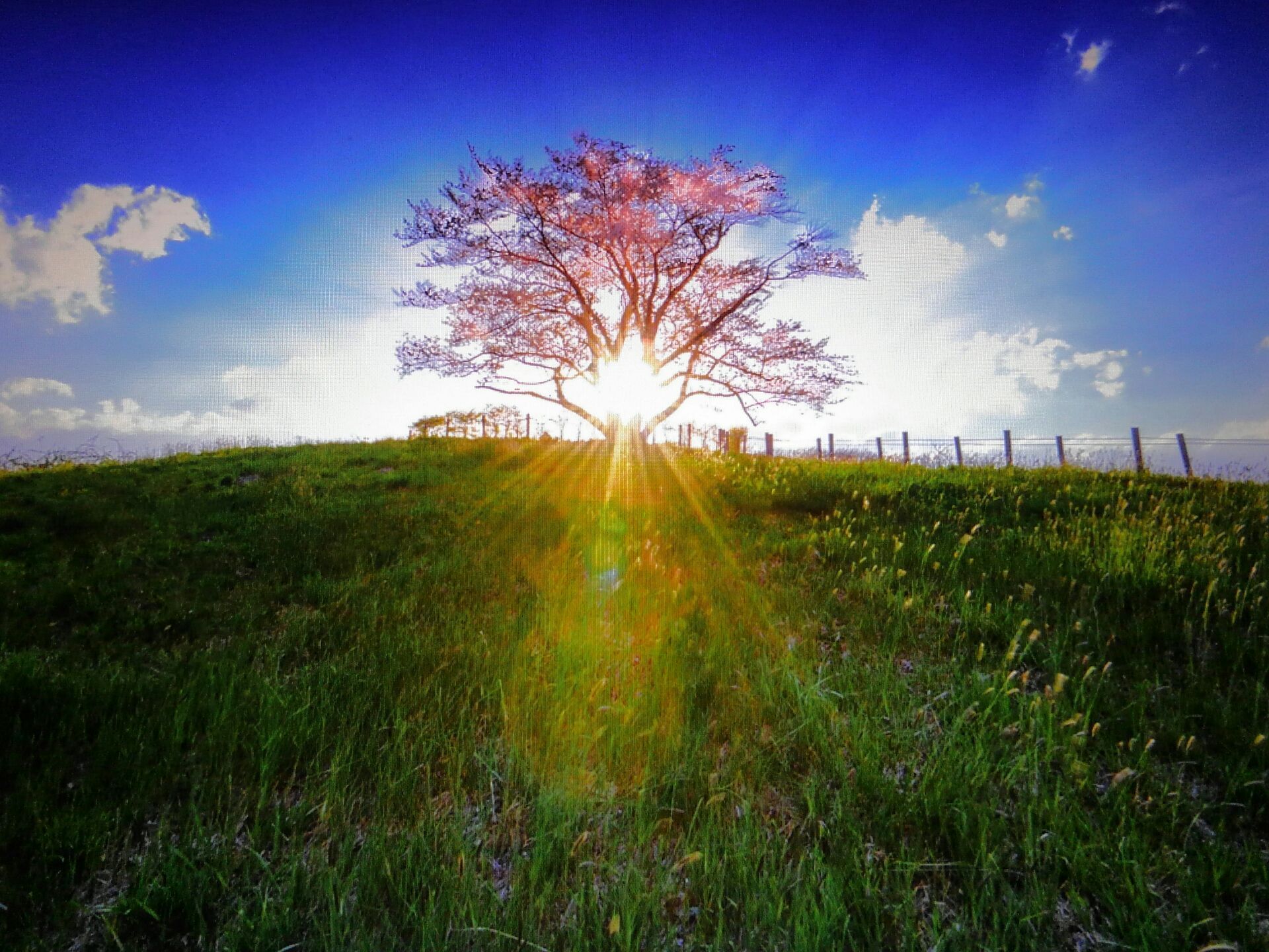 岩手県八幡平市 為内の一本桜 風景写真家 城郭写真家 五島健司の旅写真ブログ